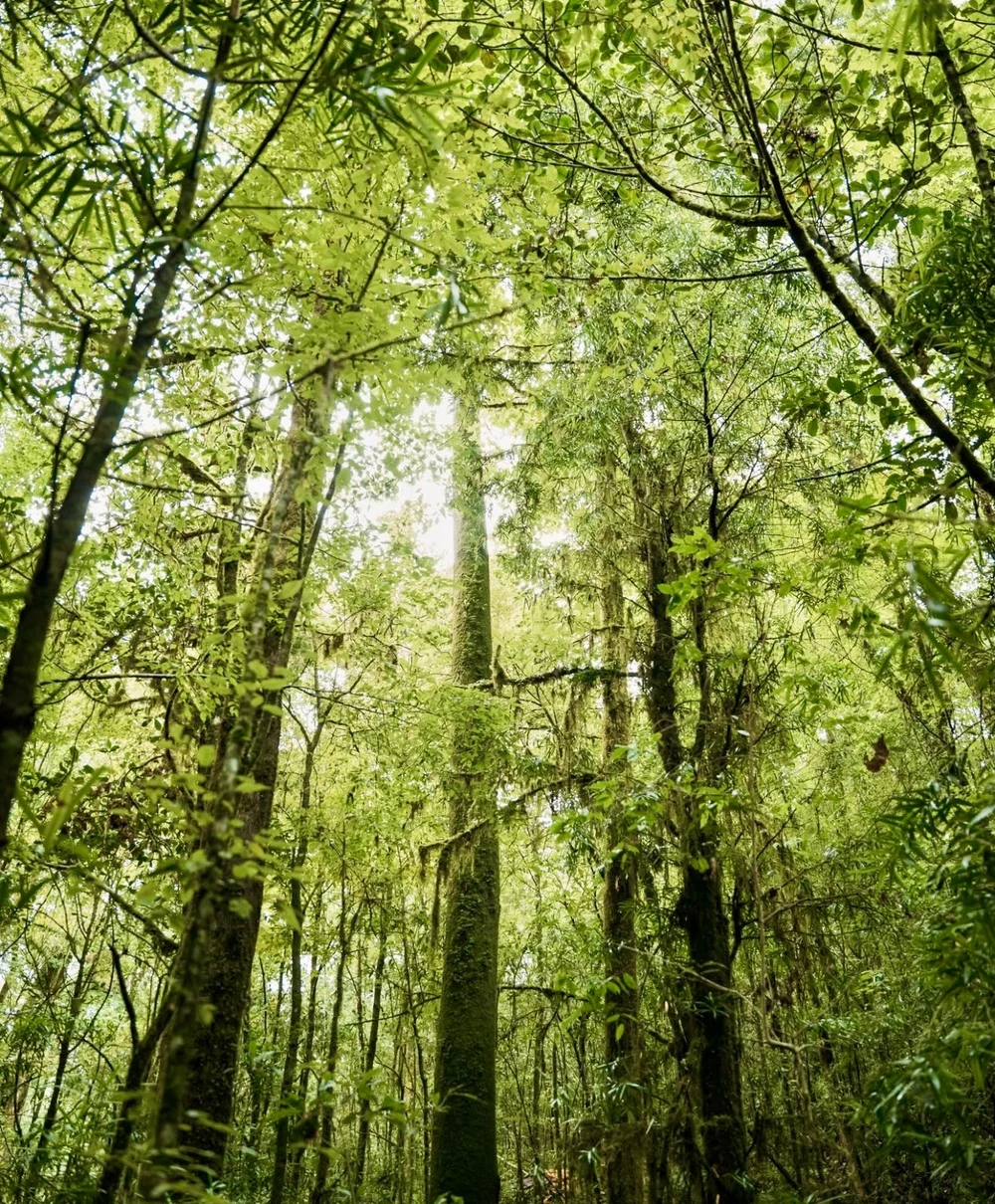 Árboles y vegetación del Bosque de Maple